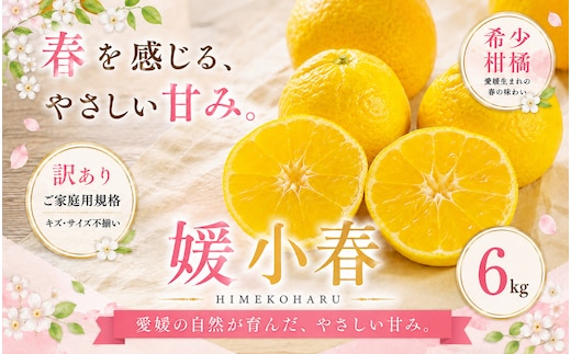 ＜訳あり 愛媛県産媛小春 合計約6kg＞『2027年1月下旬～3月下旬迄に順次出荷予定』 ひめこはる 希少種 甘い ご家庭用 果汁 果物 くだもの フルーツ みかん オレンジ 柑橘 人気柑橘 特産品 株式会社OSN 愛媛県 西予市 【常温】