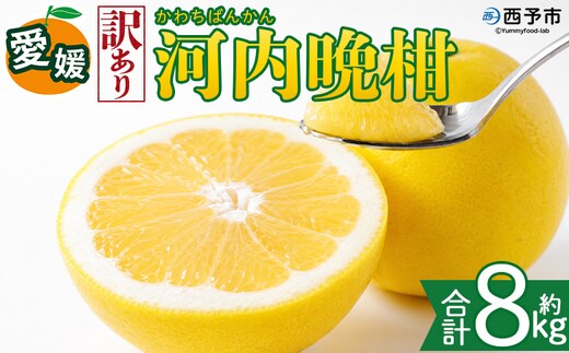 ＜【訳あり】愛媛県産 河内晩柑 約8kg＞『2026年4月上旬～8月下旬迄に順次発送予定』わけあり 訳アリ みずみずしい 和製グレープフルーツ かわちばんかん みかん 蜜柑 果物 くだもの フルーツ ミカン 愛媛 国産 特産品 株式会社三代目みかん職人 愛媛県 西予市【冷蔵】