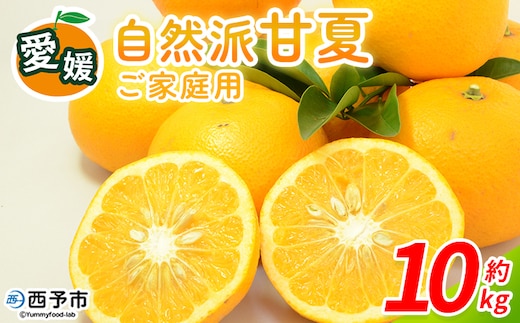 ＜自然派甘夏 ご家庭用 約10kg＞ 内容量 明浜 甘夏 みかん 蜜柑 旬 果物 フルーツ 柑橘 低農薬 ご家庭用 訳あり 国産 愛媛県産 送料無料 特産品 井上農園 愛媛県 西予市【常温】『2026年3月～4月迄に順次出荷』