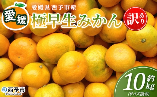 ＜愛媛産 訳あり 極早生みかん（サイズ混合）約10kg＞『2026年9月下旬から順次出荷予定』蜜柑 ミカン みかん 訳アリ ご家庭用 温州みかん 極早生 西宇和 果物 フルーツ 柑橘 国産 愛媛県産 西予市産 特産品 丸二青果 愛媛県 西予市【常温】
