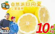 ＜自然派日向夏 ご家庭用 約10kg＞ 日向夏 みかん 蜜柑 旬 果物 フルーツ 柑橘 明浜 低農薬 ご家庭用 訳あり家庭用 国産 愛媛県産 送料無料 特産品 井上農園 愛媛県 西予市【常温】『2026年3月～4月迄に順次出荷』