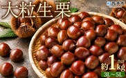 ＜大粒生栗 約1kg 3L～5Lサイズ＞『9月上旬から順次出荷予定』 和栗 生栗 くり皮つき おおつぶ 大きい 幻の栗 甘い 新鮮 栗ごはん 栗きんとん 渋皮煮 甘露煮 旬 国産栗 お取り寄せ 旬 特産品 国産 秋の味覚 小屋敷農園【冷蔵】