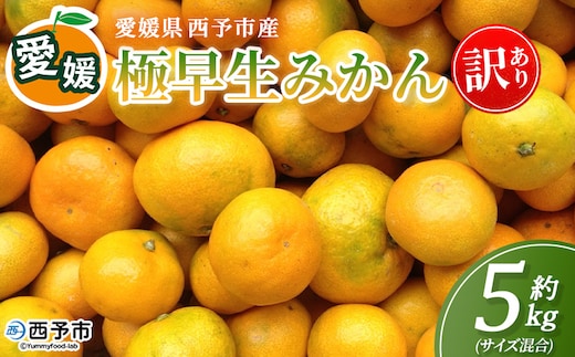 ＜愛媛産 訳あり 極早生みかん（サイズ混合）約5kg＞『2026年9月下旬から順次出荷予定』蜜柑 ミカン みかん 訳アリ ご家庭用 温州みかん 極早生 西宇和 果物 フルーツ 柑橘 国産 愛媛県産 西予市産 特産品 丸二青果 愛媛県 西予市【常温】