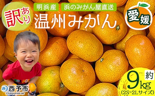 ＜訳あり 温州みかん 約9kg（2S〜2L）＞ 明浜産 果物 フルーツ 蜜柑 うんしゅうみかん ウンシュウミカン 柑橘 家庭用 浜のみかん屋 直送 愛媛県 西予市【常温】『2026年11月上旬～2026年12月中旬迄に順次出荷』