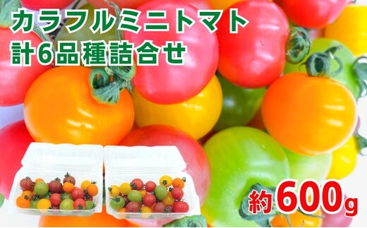 「栗林農園」カラフルミニトマト詰合 600g トマトベリー ピーチチェリー イエローミミ サングリーン トスカーナバイオレット プリンセスオレンジ 6品種 