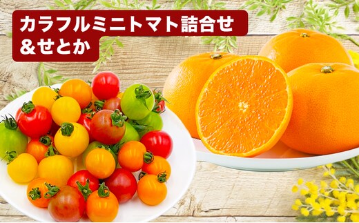 「栗林農園」カラフルミニトマトとせとかのセット 果物類 みかん 4個 フルーツ 野菜 6種 約1Kg カラフルトマト 詰め合わせ 