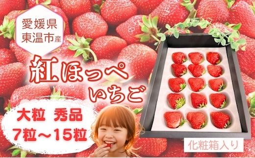 愛媛県東温市産いちご【紅ほっぺ】大粒 秀品 7粒～15粒 化粧箱入り 【甘い フルーツ ケーキ 旬 品種 高級 イチゴ 苺】