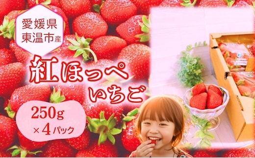 愛媛県東温市産いちご【紅ほっぺ 】お徳用 サイズおまかせ 250g×4パック【甘い フルーツ ケーキ 旬 品種 イチゴ 苺】