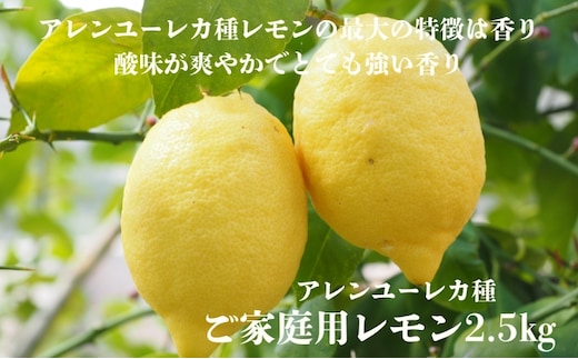アレンユーレカ種レモン2.5ｋｇご家庭用 サイズお任せ 今が旬 農園直送 れもん 人気 数量限定 先行予約 柑橘 愛媛みかん かんきつ 国産 愛媛県 産地直送 フルーツ 果物 くだもの 香り 2.5キロ箱 大粒 果実