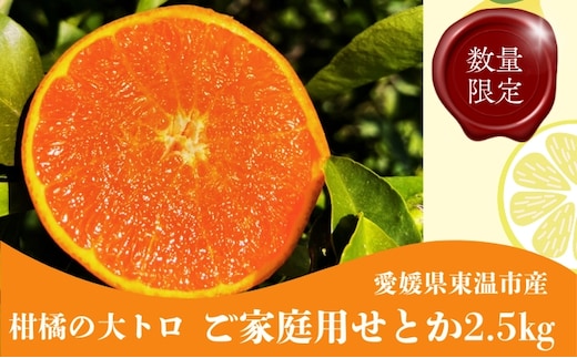 せとか2.5kg ご家庭用 サイズお任せ 今が旬 農園直送 みかん 人気 数量限定 先行予約 柑橘 蜜柑 ミカン 愛媛みかん かんきつ 国産 愛媛県 産地直送 フルーツ 果物 くだもの 甘い 2.5キロ箱 大粒 果実 瀬戸香