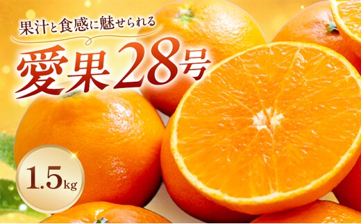 愛果28号家庭用 約1.5kg サイズお任せ 愛媛県東温市産愛果28号 東温市産 「 紅まどんな 」の同一品種（品種名： 愛媛果試28号 ） 今が旬 農園直送 みかん 人気 数量限定 先行予約 愛媛みかん かんきつ 愛媛県