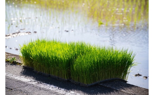 【2026年春収穫分】【先行予約】レッドパール 4パック（約720g） | いちご イチゴ 苺 大福 ジャム タルト アイス ケーキ ギフト あかまつ農園 ※離島への配送不可 ※2026年2月中旬頃より順次発送予定