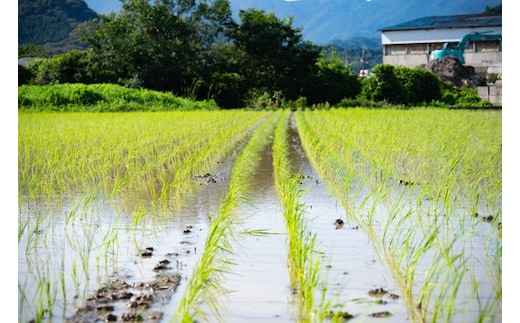 【2026年春収穫分】【先行予約】紅い雫 4パック（約720g） | いちご イチゴ 苺 大福 ジャム タルト アイス ケーキ ギフト あかまつ農園 ※離島への配送不可 ※2026年2月中旬頃より順次発送予定
