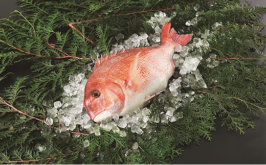 愛媛県産養殖真鯛フィレ2枚（お頭付き冷凍）＜鯛 タイ 海鮮 フィレ 養殖 おつまみ おかず 魚 愛媛県＞ ※離島への配送不可