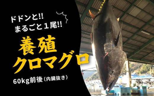 久良のクロマグロ 丸ごと1尾！＜マグロ 海鮮 魚 刺身 冷凍 愛媛県＞