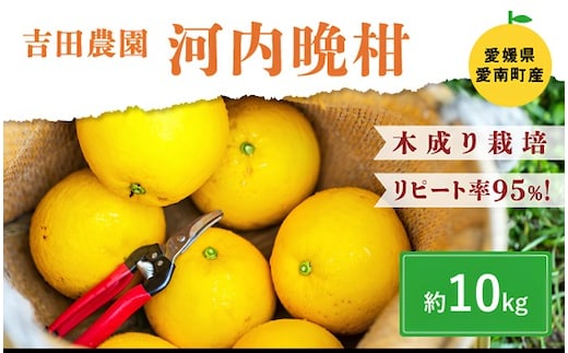 愛南産の河内晩柑10kg(約22～32個) ＜柑橘 希少 果物 国産 フルーツ みかん 蜜柑 和製 グレープフルーツ ブランド 愛媛 果実 ビタミン ＞ ※北海道・沖縄・離島への配送不可 ※2026年4月上旬～8月上旬頃に順次発送予定