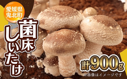 菌床しいたけ 900g（2L～3L）24個 ｜ 肉厚 収穫直後 新鮮 旨味たっぷり 菌床栽培 国産 きのこ キノコ 野菜 料理 食品 産地直送 自宅用 愛媛県鬼北町 ※離島への配送不可 ※2026年7月下旬頃までに順次発送予定
