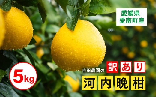 訳あり 河内晩柑5kg（家庭用） ＜柑橘 希少 果物 国産 フルーツ みかん 蜜柑 訳あり 家庭用 和製 グレープフルーツ ブランド 愛媛 果実 ビタミン ＞ ※2026年4月上旬～8月上旬頃に順次発送予定