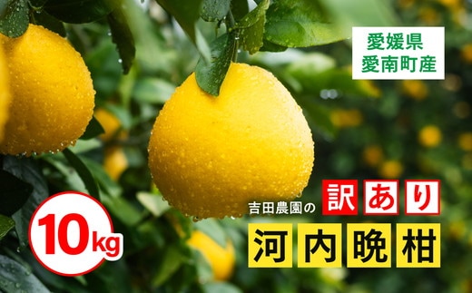 訳あり 河内晩柑10kg（家庭用） ＜柑橘 希少 果物 国産 フルーツ みかん 蜜柑 訳あり 家庭用 和製 グレープフルーツ ブランド 愛媛 果実 ビタミン ＞ ※2026年4月上旬～8月上旬頃に順次発送予定