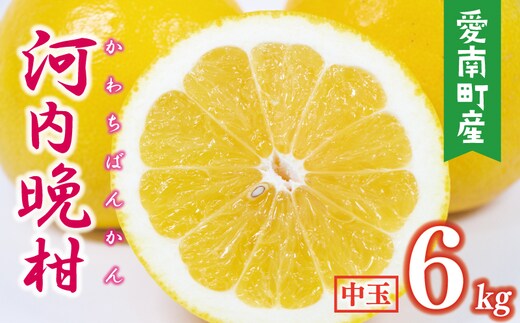 数量限定 先行予約 河内晩柑 樹齢 25年以上 中玉 6kg （ L ・ 2Lサイズ ） 8000円 みかん mikan 蜜柑 ミカン かわちばんかん 愛南ゴールド あいなん ゴールド 文旦 派生 和製 グレープフルーツ 産地直送 国産 農家直送 期間限定 特産品 ゼリー ジュース アイス 等に 人気 限定 甘い さわやか フルーツ 果物 柑橘 蜜柑 みかんの山祥 愛南町 愛媛県