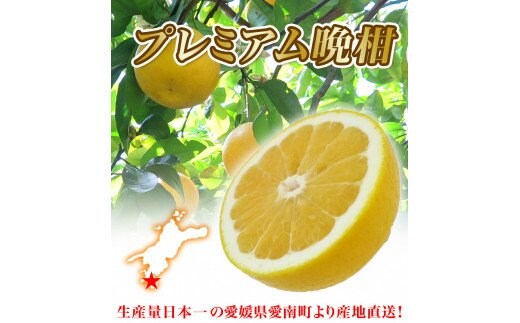 【 2026年 先行予約 】 プレミアム 河内晩柑 10kg L から 3L 優品 贈答用 樹齢 20年 以上 古木 厳選 大玉 果実 特選 直送 和製 グレープフルーツ 愛南ゴールド フルーツ 人気 柑橘 爽やか 甘み ジューシー 果汁 旬の果物 くだもの みかん 産地直送 農園直送 春 味覚 初夏 デザート ジュース おすすめ 生搾り デザート ゼリー 愛媛県 愛南町 清家ばんかんビレッジ