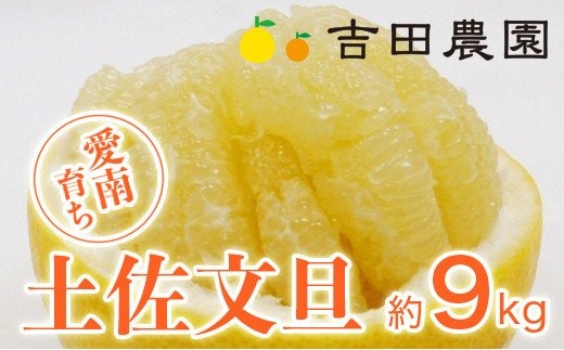 【先行予約】数量限定 土佐文旦 9kg 14000円 みかん 文旦 ぶんたん 国産 産地直送 農家直送 期間限定 ビタミン 特産品 人気 限定 さわやか 甘い フルーツ 果物 果実 柑橘 蜜柑 糖度 果樹園 おいしい 愛媛 みかん ブランド オレンジ 大小 サイズ ミックス ゼリー ジュース マーマレード 人気 限定 果肉 歯ごたえ 先行 予約 事前 受付 愛南町 愛媛県 吉田農園