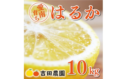 数量限定 先行予約 はるか 10kg 18000円 みかん mikan 蜜柑 ミカン 国産 産地直送 農家直送 期間限定 特産品 ゼリー ジュース アイス 等に 人気 限定 フルーツ 果物 柑橘 甘い おいしい ジューシー お取り寄せ ギフト プレゼント サイズ ミックス 吉田農園 愛南町 愛媛県