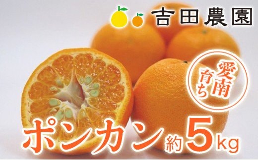 数量限定 先行予約 ポンカン 5kg 13000円 ぽんかん 国産 みかん mikan 蜜柑 ミカン 産地直送 農家直送 期間限定 特産品 ギフト プレゼント ゼリー ジュース アイス 冷凍 みかん 等に 人気 限定 甘い フルーツ 果物 柑橘 美味しい おいしい 小玉 含む ジューシー サイズ ミックス 吉田農園 愛南町 愛媛県