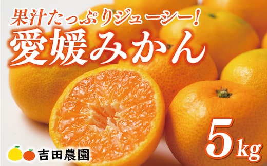 先行予約 愛媛みかん 5kg 13000円 愛媛 みかん 温州みかん こたつ みかん mikan 蜜柑 ミカン 家庭用 贈答用 ギフト プレゼント お歳暮 産地直送 国産 農家直送 糖度 期間限定 数量限定 特産品 ゼリー ジュース アイス 人気 限定 甘い フルーツ 果物 柑橘 先行 事前 予約 受付 ビタミン 美味しい おいしい 吉田農園 愛南町 愛媛県