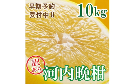 【訳あり】フルーツアイランド・マルエム青果の河内晩柑 10kg (なくなり次第終了)