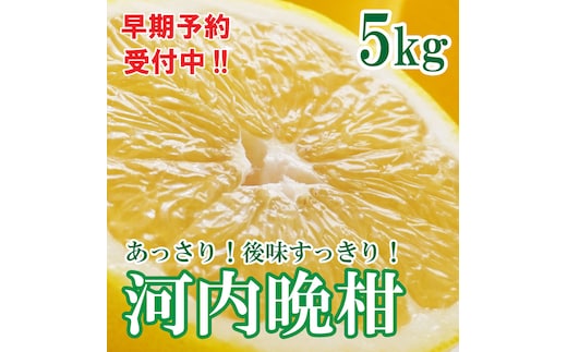 フルーツアイランド・マルエム青果の河内晩柑 5kg (なくなり次第終了)