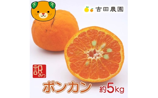 【先行予約】数量限定 訳あり ポンカン 5kg 10000円 ぽんかん 国産 わけあり みかん mikan 蜜柑 ミカン 産地直送 農家直送 期間限定 特産品 ギフト プレゼント ゼリー ジュース アイス 冷凍 みかん 等に 人気 限定 甘い フルーツ 果物 柑橘 美味しい おいしい 小玉 含む ジューシー サイズ ミックス 吉田農園 愛南町 愛媛県