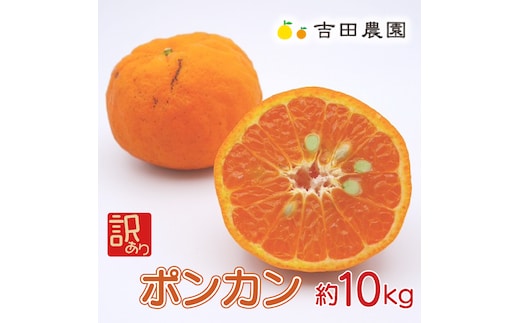 数量限定 先行予約 訳あり ポンカン 10kg 18000円 ぽんかん 国産 わけあり みかん mikan 蜜柑 ミカン 産地直送 農家直送 期間限定 特産品 ギフト プレゼント ゼリー ジュース アイス 冷凍 みかん 等に 人気 限定 甘い フルーツ 果物 柑橘 美味しい おいしい 小玉 含む ジューシー サイズ ミックス 吉田農園 愛南町 愛媛県
