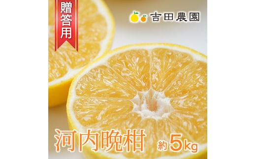 数量限定 先行予約 贈答用 河内晩柑 5kg 10000円 みかん かわちばんかん 愛南ゴールド あいなん ゴールド 夏 文旦 和製 グレープフルーツ 家庭用 産地直送 国産 農家直送 期間限定 ビタミン 健康 おいしい 特産品 ゼリー ジュース アイス 等に 人気 限定 さわやか 甘い フルーツ 果物 柑橘 mikan 蜜柑 ミカン ギフト プレゼント おすそわけ 吉田農園 愛南町 愛媛県