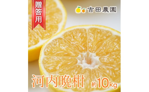 数量限定 先行予約 贈答用 河内晩柑 10kg 20000円 みかん かわちばんかん 愛南ゴールド あいなん ゴールド 夏 文旦 和製 グレープフルーツ 家庭用 産地直送 国産 農家直送 期間限定 ビタミン 健康 おいしい 特産品 ゼリー ジュース アイス 等に 人気 限定 さわやか 甘い フルーツ 果物 柑橘 mikan 蜜柑 ミカン ギフト プレゼント おすそわけ 吉田農園 愛南町 愛媛県