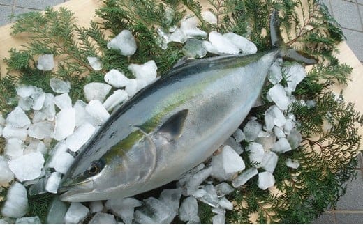 5kg 以上 の 久良 の ぶり 1尾 40000円 ぶり 鰤 ぶりしゃぶ 鰤しゃぶ ブリ たたき 丸ごと 1本 年末 年始 国産 特産品 魚介類 海産物 まるごと 刺身 鮮魚 養殖 フィレ 冷蔵 海鮮 魚介 ブランド 魚 ぶりしゃぶ しゃぶしゃぶ 刺し身 海鮮丼 産地直送 すぶり お歳暮 年末年始 久良漁業協同組合 愛南町 愛媛県