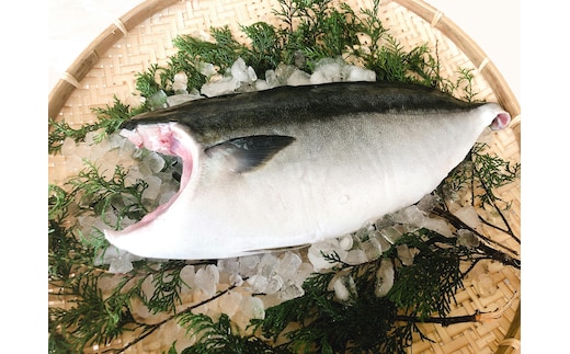 5kg 以上 の 久良 の ぶり 半身 フィレタイプ × 2枚 50000円 ぶり 鰤 ぶりしゃぶ 鰤しゃぶ ブリ たたき 丸ごと 1本 年末 年始 国産 特産品 魚介類 海産物 まるごと 刺身 鮮魚 養殖 フィレ 片身 真空 パック 冷蔵 海鮮 魚介 ブランド 魚 ぶりしゃぶ しゃぶしゃぶ 刺し身 海鮮丼 産地直送 すぶり お歳暮 年末年始 久良漁業協同組合 愛南町 愛媛県