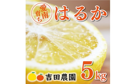 【先行予約】数量限定 はるか 5kg 10000円 みかん mikan 蜜柑 ミカン 国産 産地直送 農家直送 期間限定 特産品 ゼリー ジュース アイス 等に 人気 限定 フルーツ 果物 柑橘 甘い おいしい ジューシー お取り寄せ ギフト プレゼント サイズ ミックス 愛南町 愛媛県 吉田農園