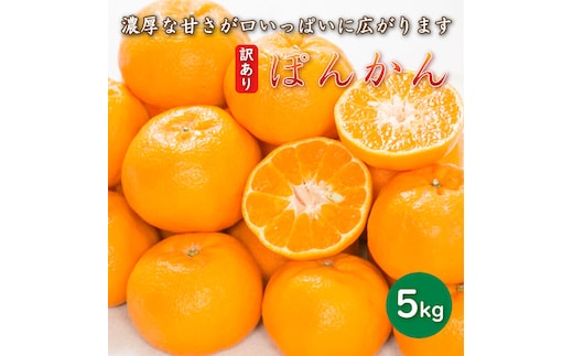 先行予約 訳あり 減農薬 ポンカン 5kg 愛南フルーツ サイズミックス サイズ混合 不揃い 柑橘 蜜柑 愛媛 みかん 果物 フルーツ 産地 産直 発送期間: 2027年1月中旬～なくなり次第終了