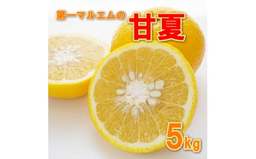 先行予約 甘夏 5kg 第一マルエム 減農薬 みかん 柑橘 フルーツ 愛媛県 愛南町 