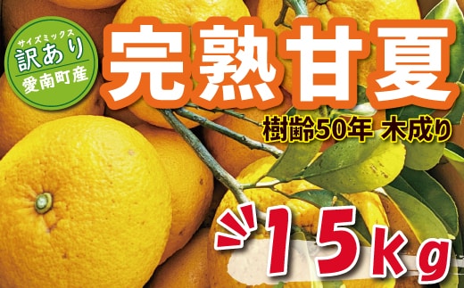 数量限定 先行予約 訳あり 木成り 完熟 甘夏 15kg 10000円 樹齢 50年 みかん あまなつ 夏みかん グレープフルーツ だいだい 家庭用 事前 予約 受付 産地直送 国産 農家直送 糖度 果樹園 期間限定 特産品 ゼリー マーマレード ピール ジュース デザート 等に 人気 甘い おいしい フルーツ 果物 柑橘 蜜柑 規格外 減農薬 あいなん総合ファクトリー 愛南町 愛媛県