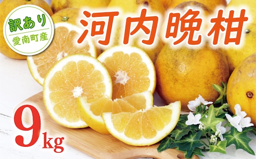 訳あり 河内晩柑 樹齢 20年以上 9kg （ Lサイズ 以上 ） 9000円 みかん mikan 蜜柑 ミカン わけあり かわちばんかん 愛南ゴールド あいなん ゴールド 美生柑 文旦 グレープフルーツ 和製 家庭用 産地直送 国産 農家直送 期間限定 数量限定 ビタミン 特産品 ゼリー ジュース 人気 限定 さわやか 甘い フルーツ 果物 柑橘 蜜柑 規格外 くらもとファーム 愛南町 愛媛県