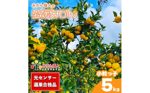 訳あり 愛媛みかん 小粒っ子 約5kg 【発送期間：9月中旬～1月中旬】 柑橘 果物 国産 フルーツ 蜜柑 ミックス 不揃い 傷 温州 ビタミン 美味しい みかん職人武田屋 愛媛県 愛南町