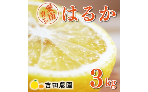 【先行予約】数量限定 はるか 3kg 7000円 みかん mikan 蜜柑 ミカン 国産 産地直送 農家直送 期間限定 特産品 ゼリー ジュース アイス 等に 人気 限定 フルーツ 果物 柑橘 甘い おいしい ジューシー お取り寄せ ギフト プレゼント サイズ ミックス 愛南町 愛媛県 吉田農園