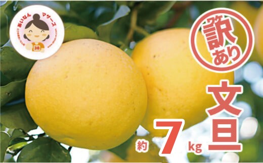 先行予約 訳あり 文旦 7kg （Mサイズ以上 サイズミックス） 7000円 ぶんたん みかん mikan 蜜柑 ミカン 家庭用 産地直送 国産 農家直送 減農薬 糖度 期間限定 数量限定 特産品 ゼリー ジュース アイス 人気 限定 甘い 果実 果肉 フルーツ 果物 柑橘 先行 事前 予約 受付 ビタミン 健康 美味しい おいしい ジューシー サイズ ミックス あいなんマザーズ 愛南町 愛媛県
