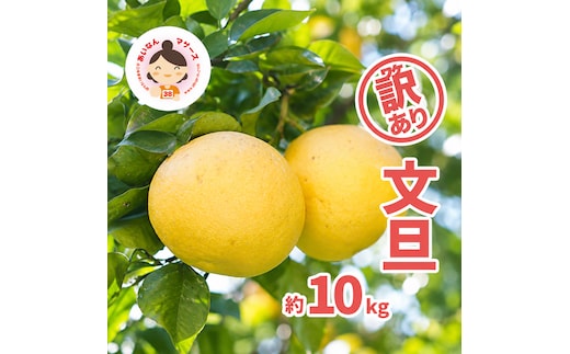 先行予約 2027年2月中旬～発送 訳あり 文旦 10kg （Mサイズ以上 サイズミックス） 10000円 ぶんたん みかん家庭用 産地直送 国産 農家直送 減農薬 糖度 期間限定 数量限定 特産品 果実 果肉 フルーツ 果物 柑橘 先行 事前 予約 受付 サイズ ミックス あいなんマザーズ 愛南町 愛媛県