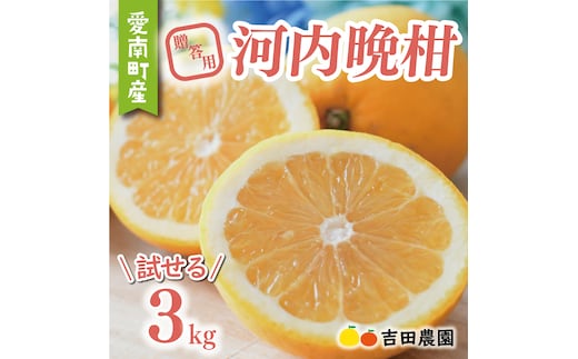 数量限定 先行予約 贈答用 河内晩柑 3kg 7000円 みかん かわちばんかん 愛南ゴールド あいなん ゴールド 夏 文旦 和製 グレープフルーツ 家庭用 産地直送 国産 農家直送 期間限定 ビタミン 健康 おいしい 特産品 ゼリー ジュース アイス 等に 人気 限定 さわやか 甘い フルーツ 果物 柑橘 mikan 蜜柑 ミカン ギフト プレゼント おすそわけ お試し 吉田農園 愛南町 愛媛県