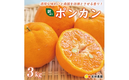 数量限定 先行予約 お試し用 訳あり ポンカン 3kg 7000円 みかん mikan 蜜柑 ミカン わけあり ぽんかん 産地直送 国産 農家直送 糖度 期間限定 特産品 ゼリー ジュース アイス 冷凍 みかん 等に 人気 限定 甘い フルーツ 果物 柑橘 ジューシー 小玉 含む 規格外 サイズ ミックス お試し 試供品 お試し品 少量 吉田農園 愛南町 愛媛県