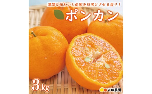 数量限定 先行予約 お試し用 ポンカン 3kg 9000円 みかん mikan 蜜柑 ミカン ぽんかん 産地直送 国産 農家直送 糖度 期間限定 数量限定 特産品 ゼリー ジュース アイス 冷凍 みかん 等に 人気 限定 甘い フルーツ 果物 柑橘 ビタミン 健康 美味しい おいしい ジューシー 小玉 含む お試し 試供品 お試し品 少量 吉田農園 愛南町 愛媛県