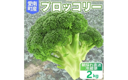 ブロッコリー 約2kg 朝採れ 当日 発送 新鮮 採れたて 産地直送 農家直送 国産 野菜 シャキシャキ 食感 茎 まで 甘い 栄養満点 ご家庭用 サラダ スープ お弁当 彩り野菜 旬 の 味覚 離乳食 食事管理中 に おすすめ 緑黄色野菜 冷凍 保存 可能 ストック 便利 人気 期間限定 旬 の 味覚 食卓 へ 愛媛県 愛南町 愛なんよ